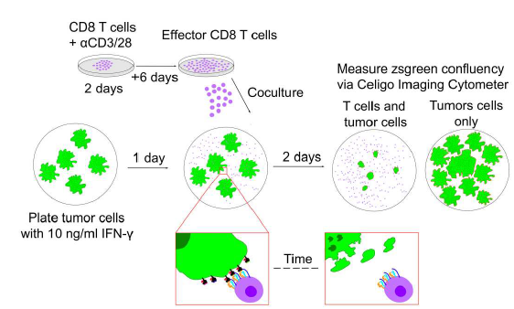 blog cytometry 1