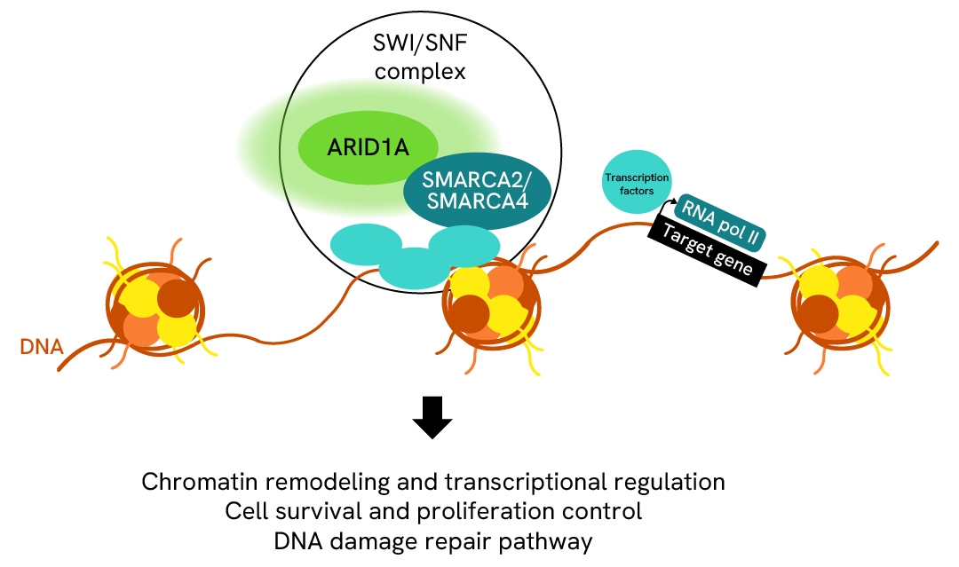Simplified pathway ARID1A total