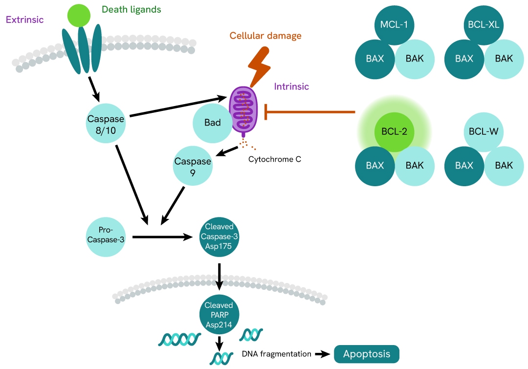 BCL-2 signaling pathway