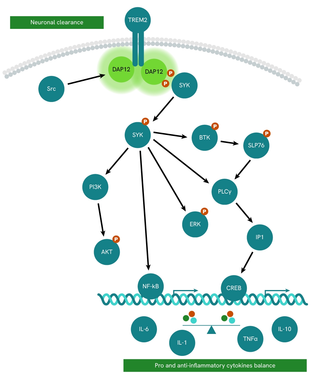 Simplified pathway DAP12 total