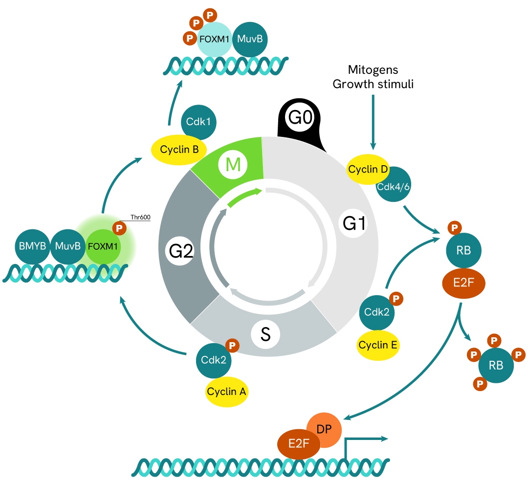 Simplified pathway FOXM1 phospho-Thr600