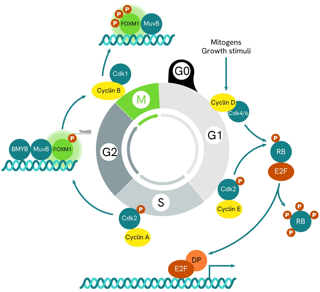 Simplified pathway FOXM1 total