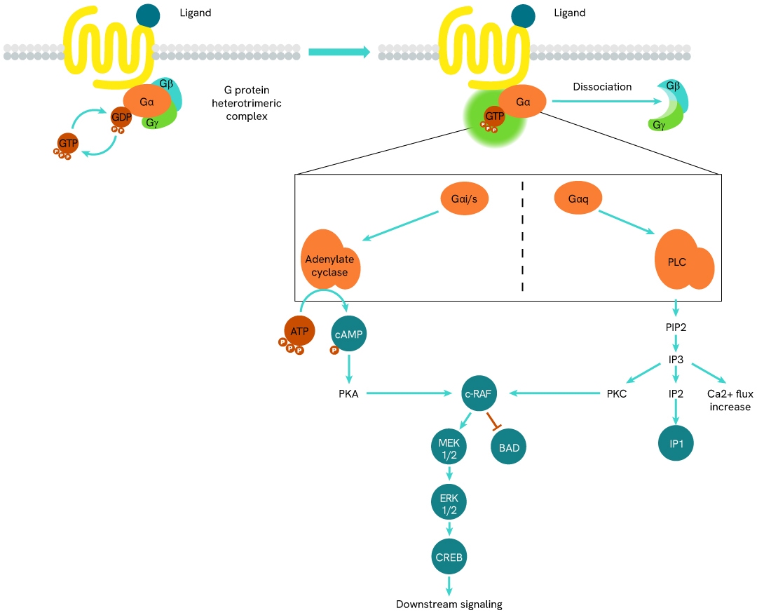 simplified pathway GTP Gi protein binding kit