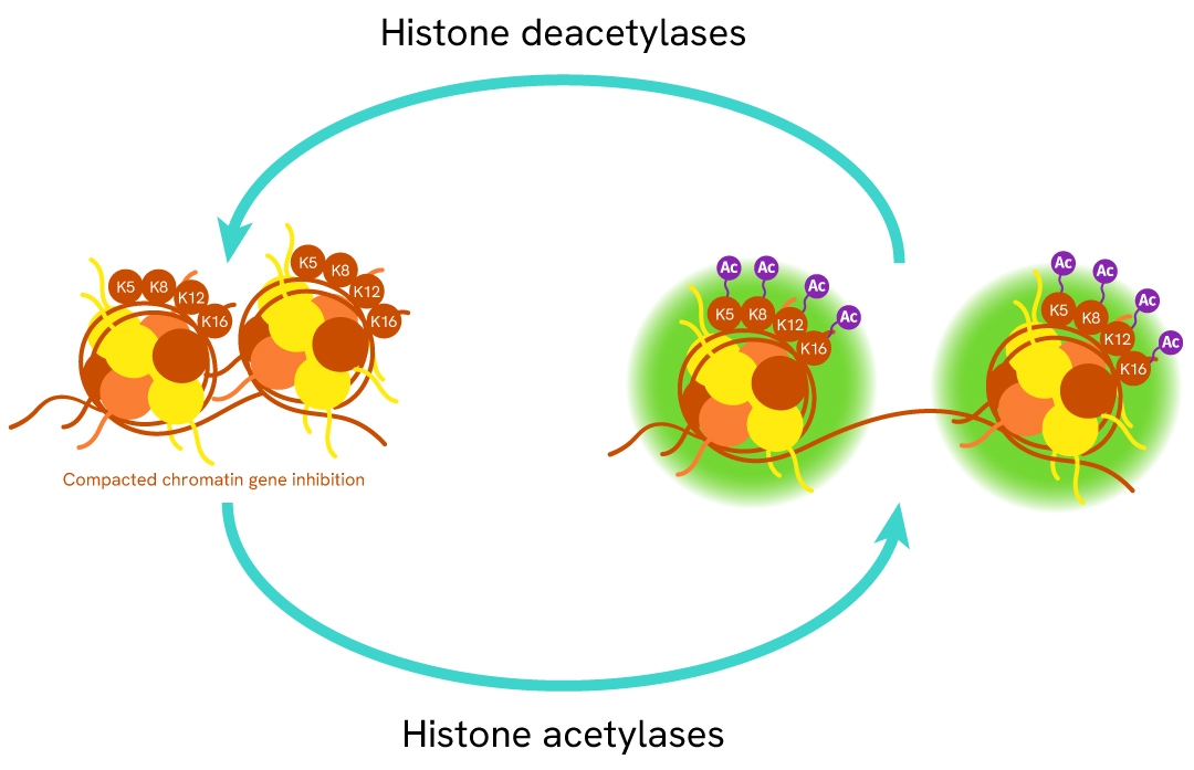 simplified pathway Histone H4 Pan Acetyl