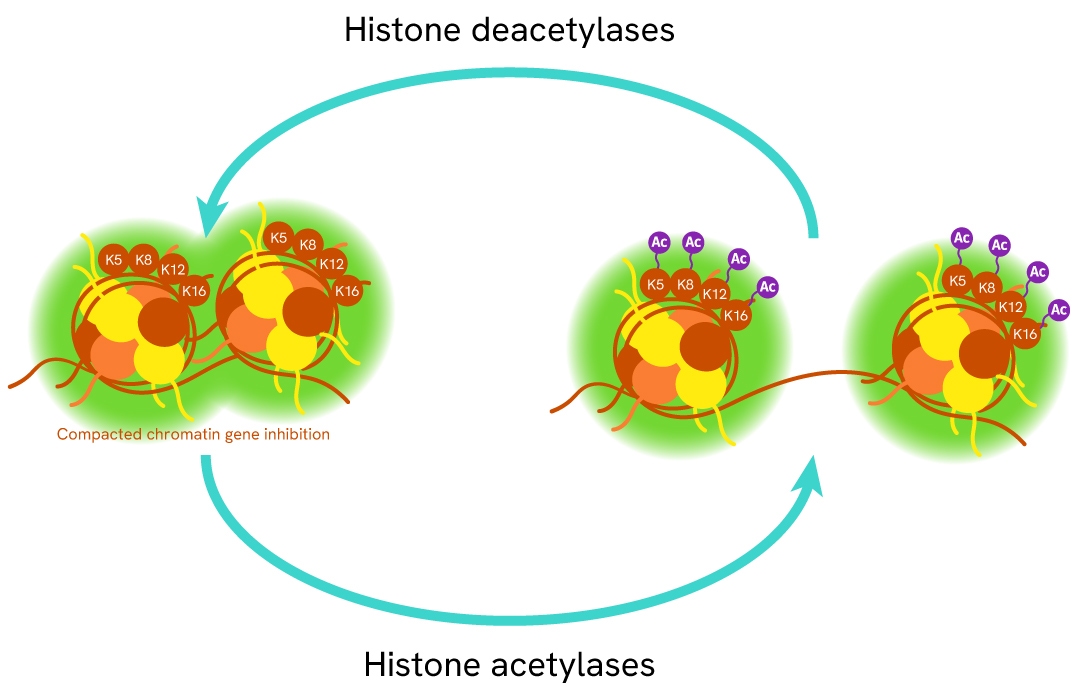 simplified pathway Histone H4 total