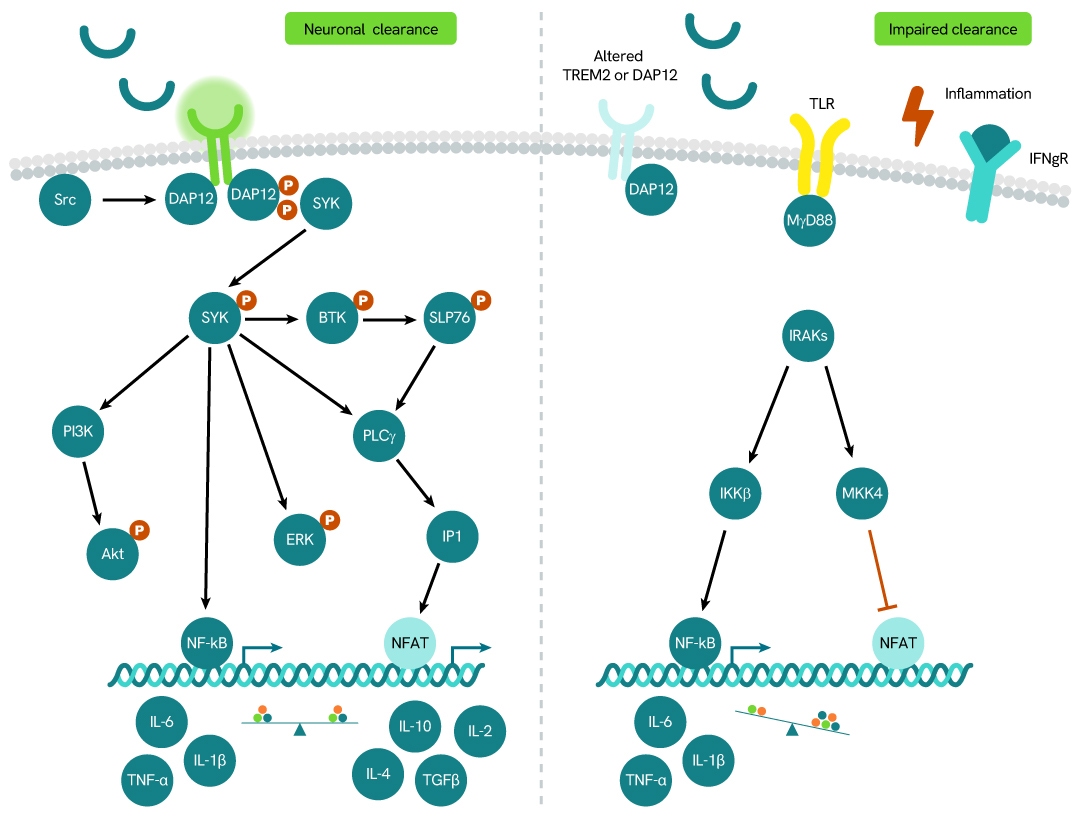 simplified pathway HTRF TREM2 Ectodomain