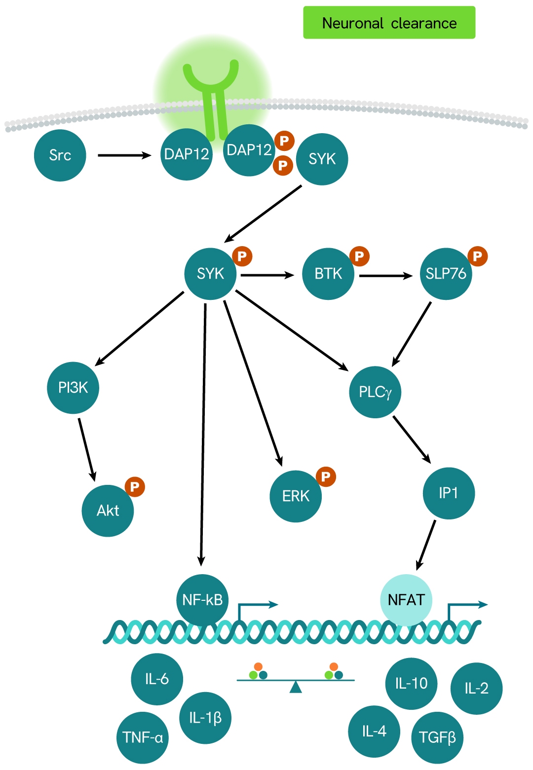 simplified pathway HTRF TREM2 soluble