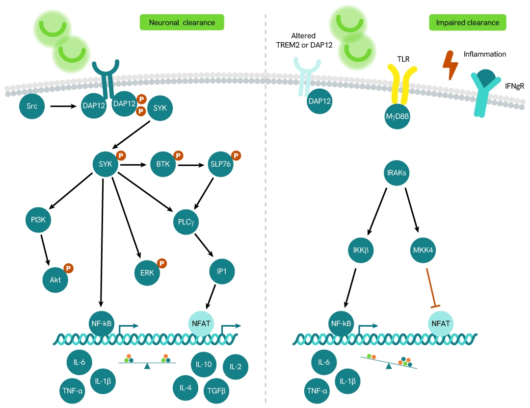 simplified pathway HTRF TREM2 soluble