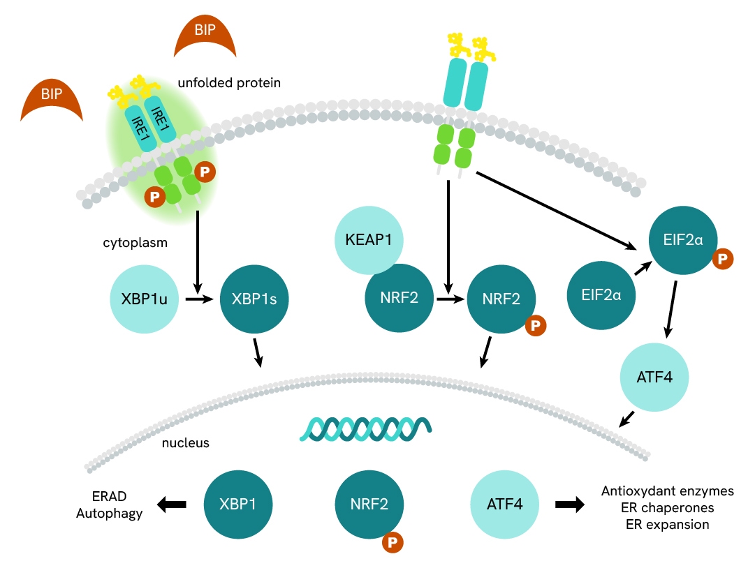 Simplified pathway IRE1 total