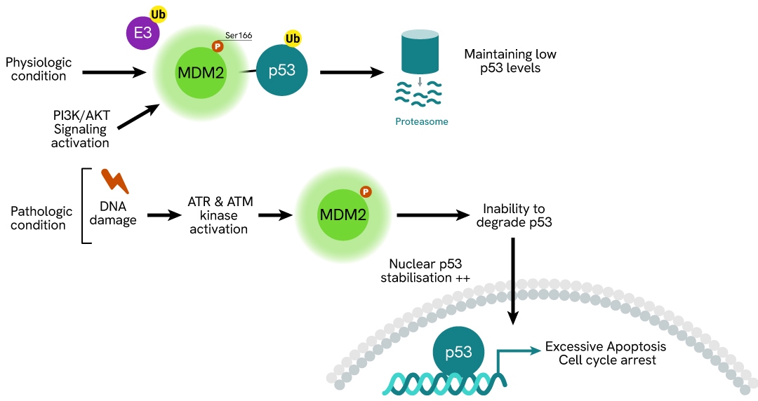 MDM2 phospho-Ser166 signaling pathway
