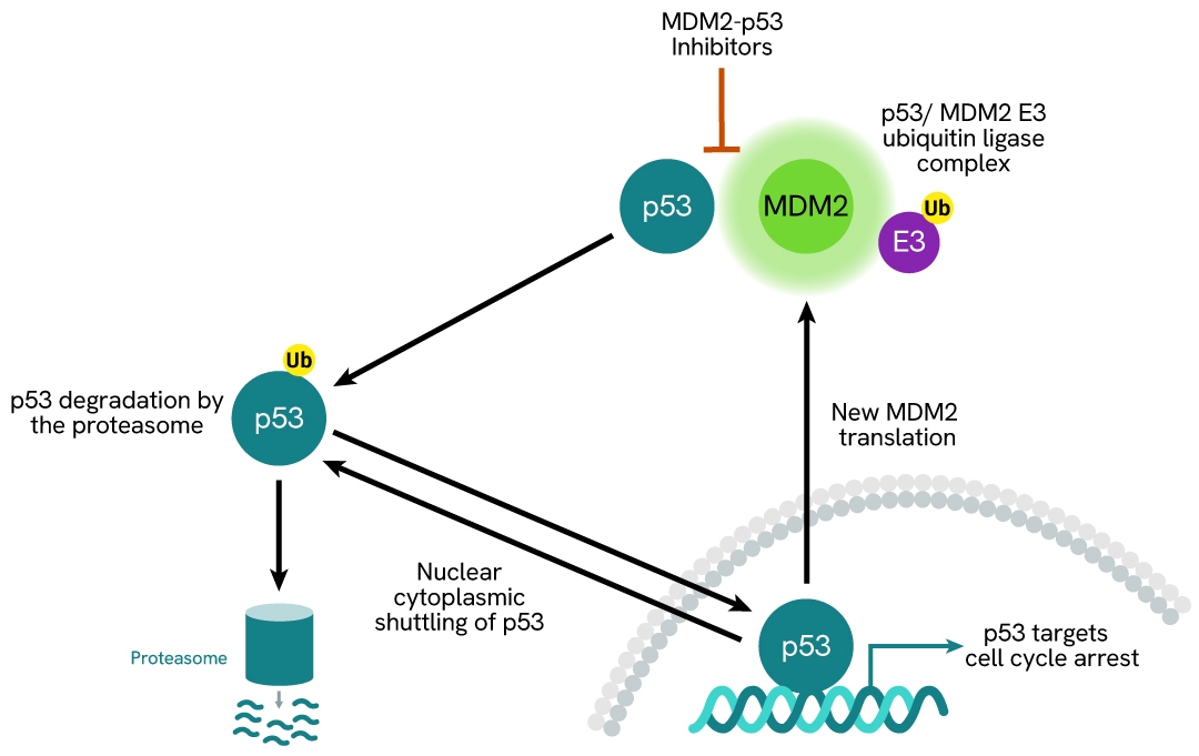MDM2 Signaling Pathway