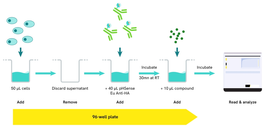 simplified pathway pHSense Eu anti HA