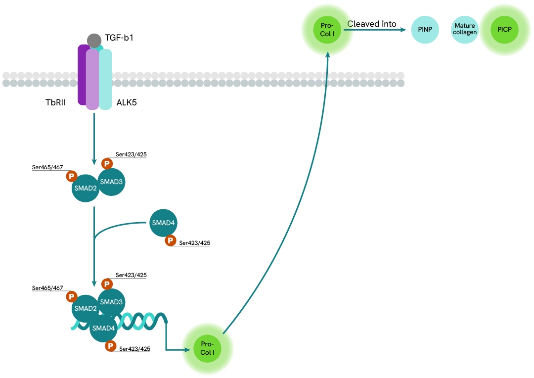 Collagen Production Pathway