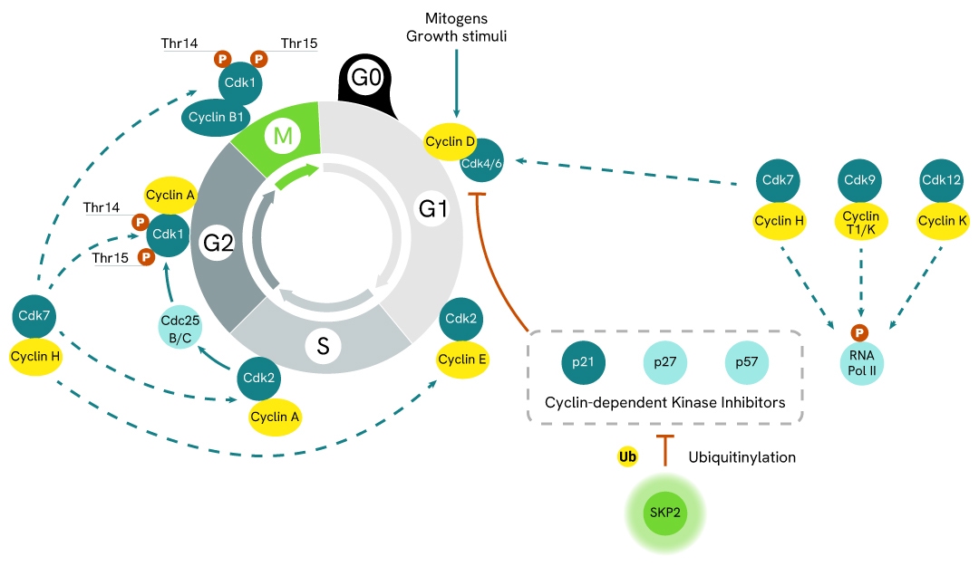simplified pathway SKP2 total Kit