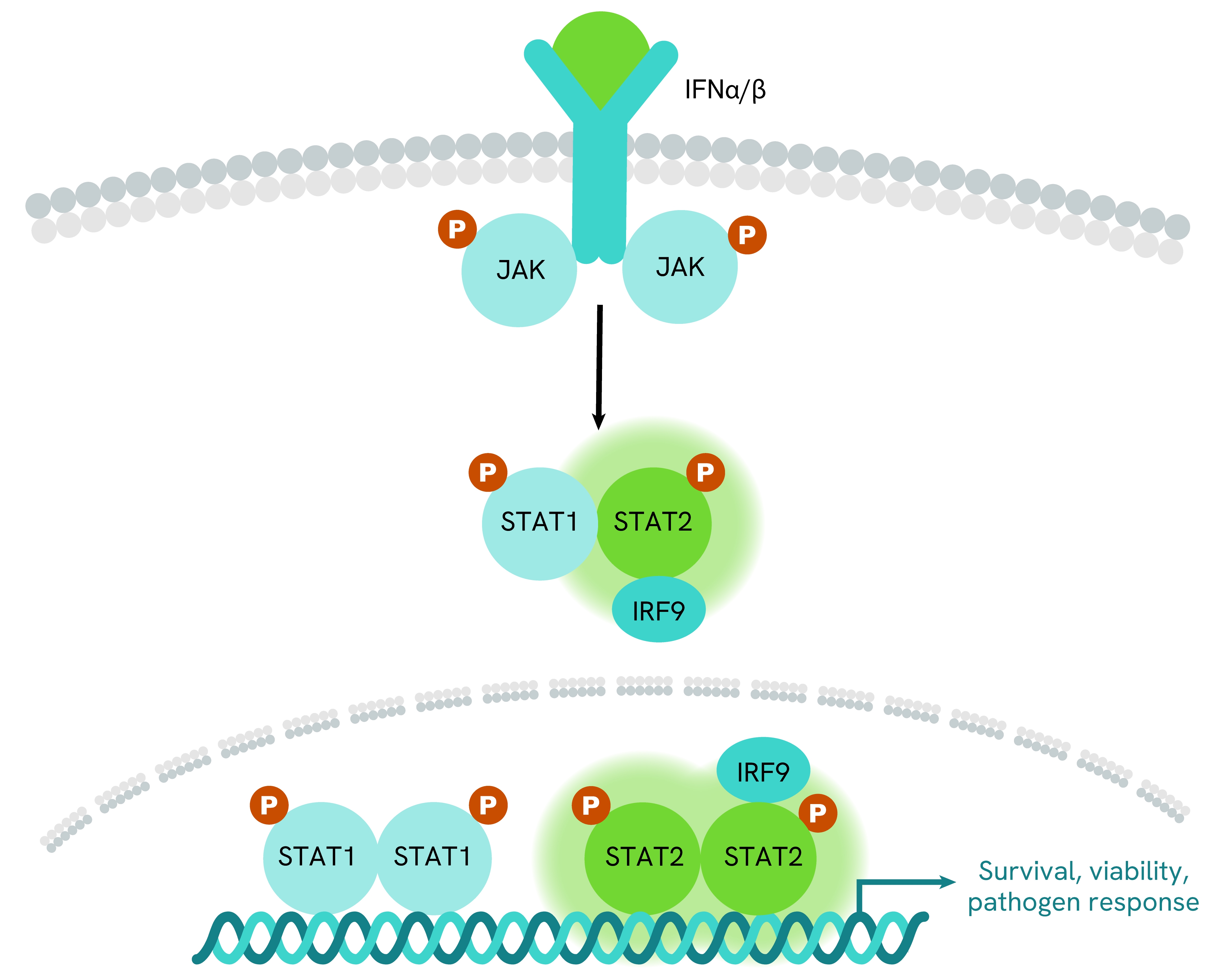 Simplified pathway STAT2 phospho-Tyr690