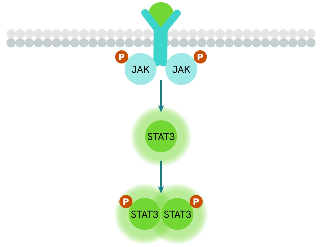 simplified pathway STAT3 phospho-Y705