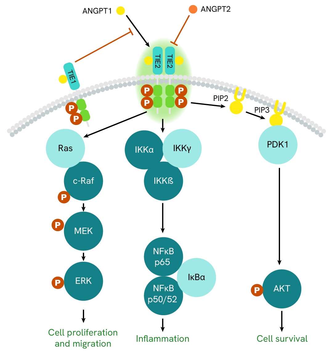 Simplified pathway TIE2 total