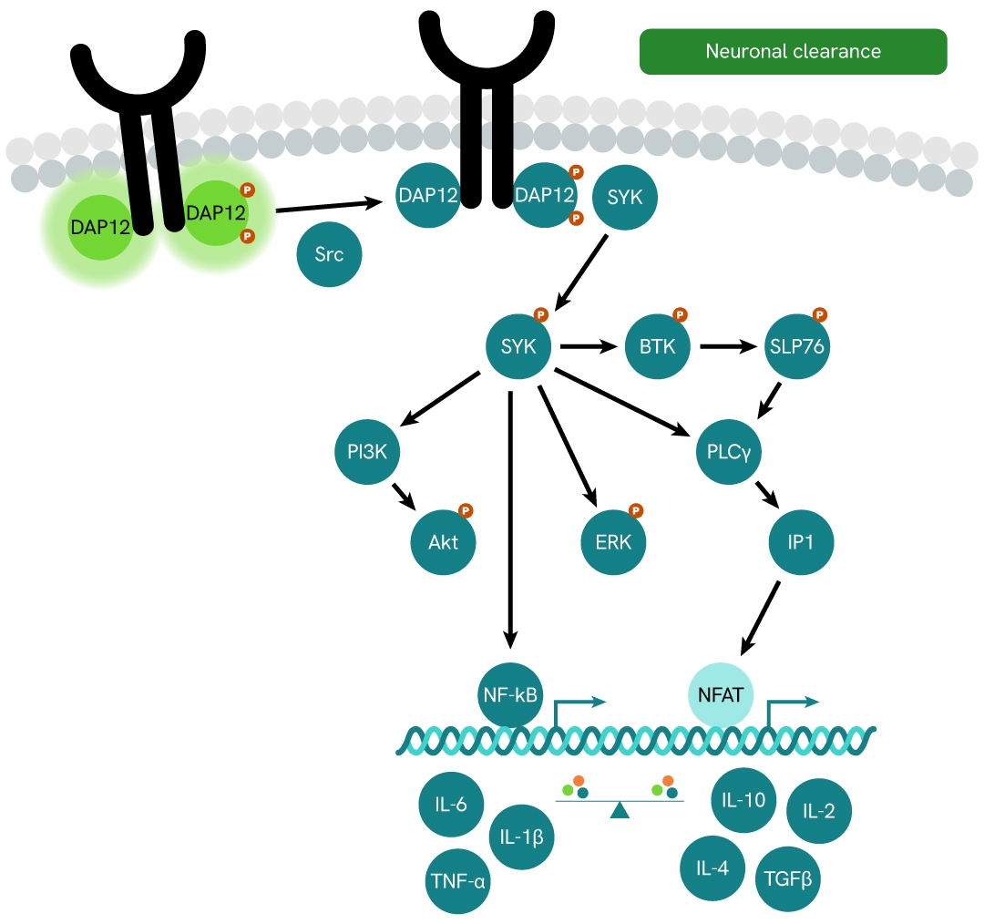 TREM2/DAP12 signaling pathway