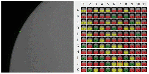 img-single-cell-segmentation-and-heat-map.gif