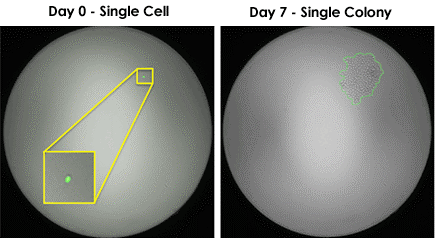 Single cell to single colony