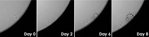 Single cho-s cell to single colony