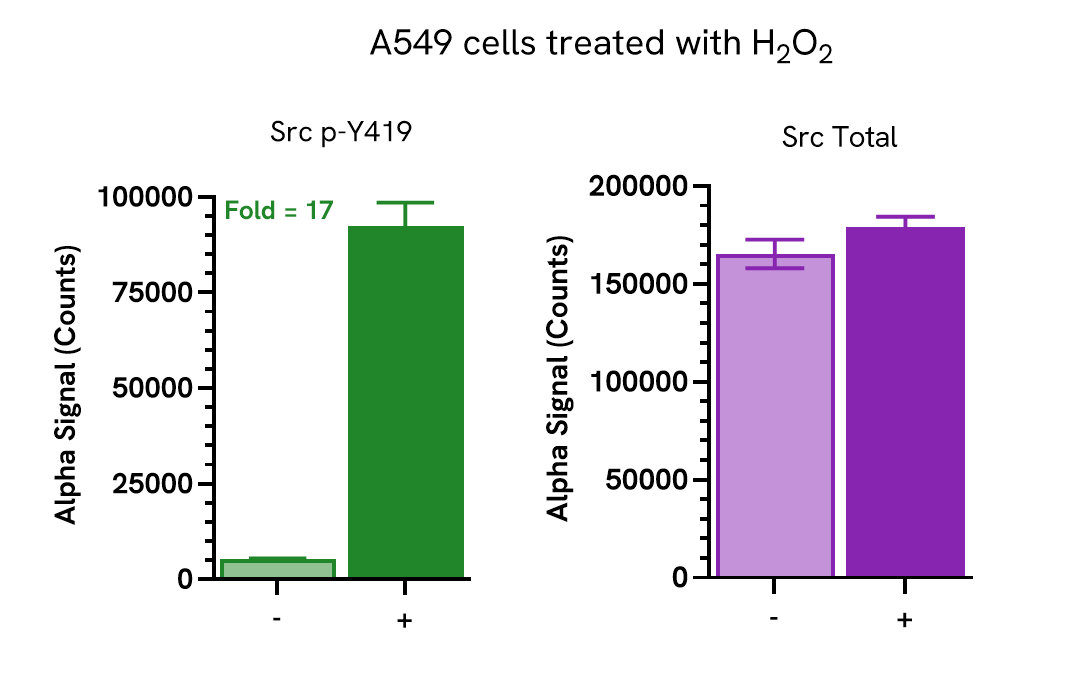 Pharmacological Validation (activator) of Phospho Tyr419 Src