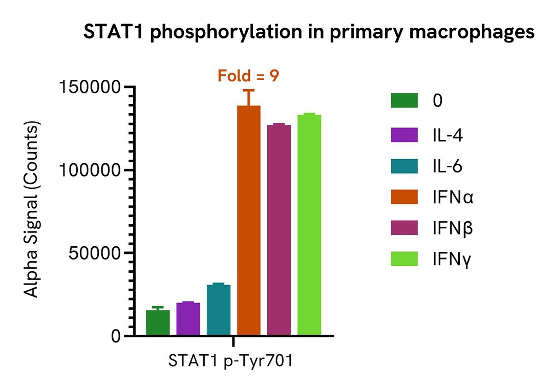 stat1 phosphorylation in primary macrophages alsu pst1 a