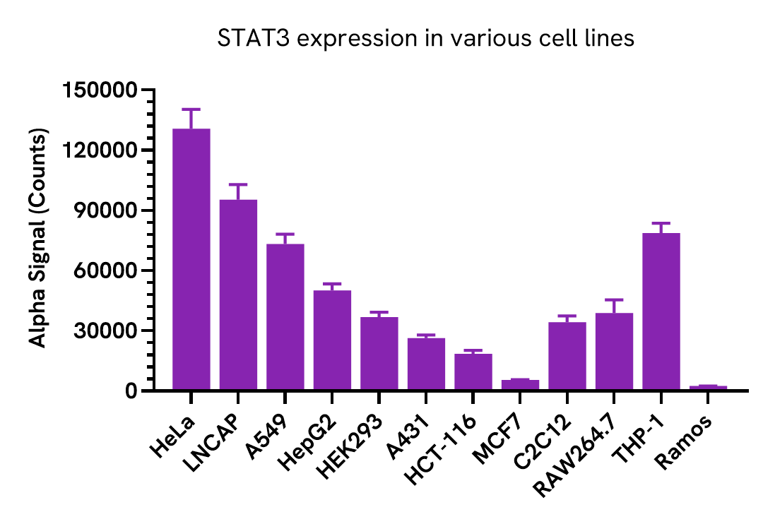 STAT3 expression in various cell lines