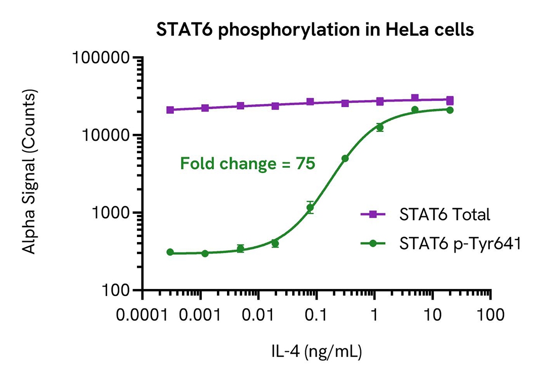 img-stat6-phosphorylation-in-hela-cells-alsu-pst6-a.jpg