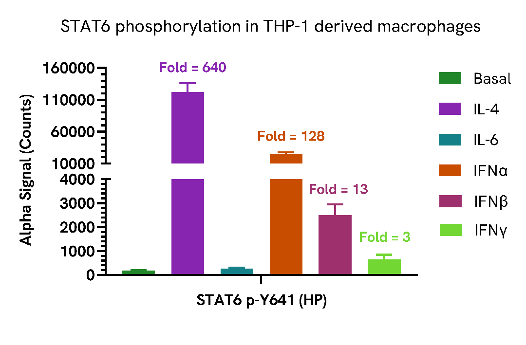 STAT6 phosphorylation in THP-1 derived macrophages