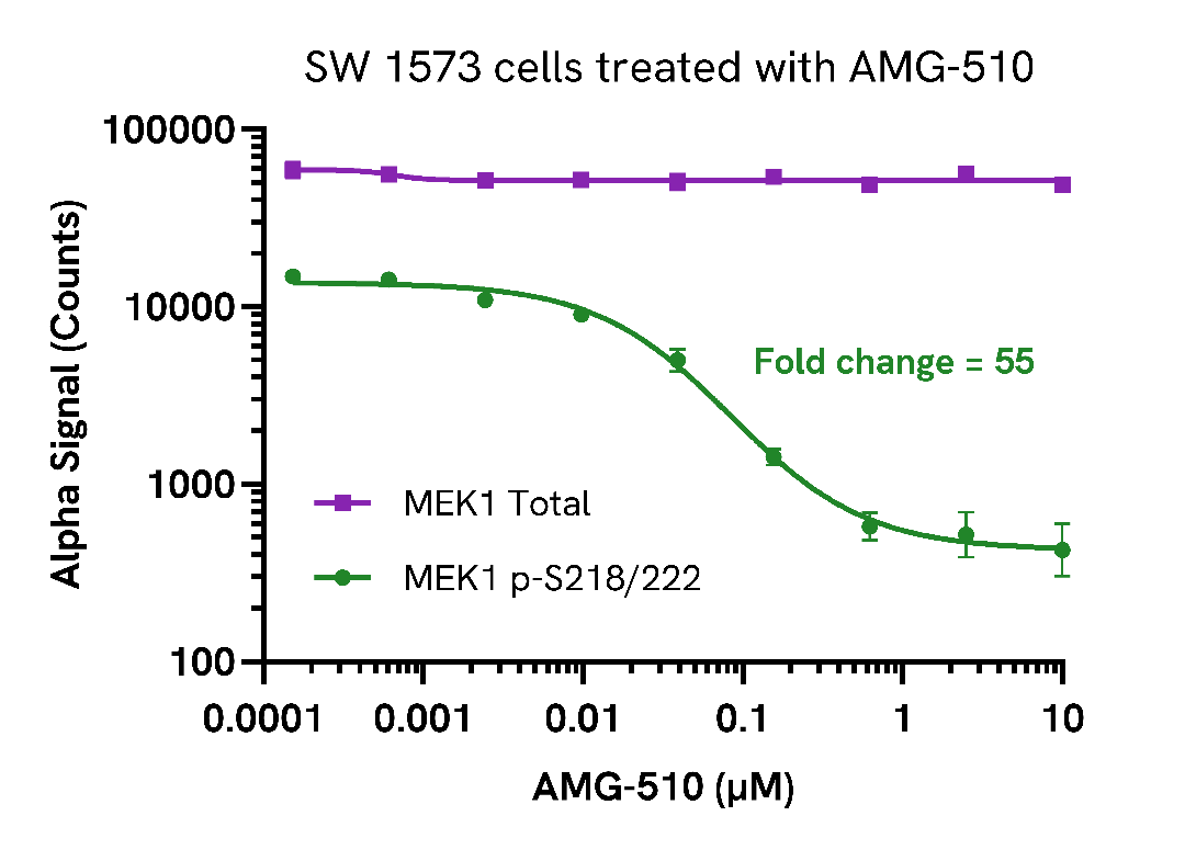 Decrease of Phospho MEK1 (Ser218/222) levels in AMG-510 treated cells