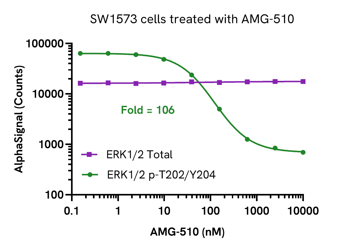 Decrease of Phospho ERK1/2 (Thr202/Tyr204) levels in AMG-510 treated cells