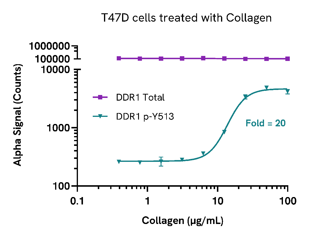 Phosphorylation of DDR1 in endogenous cell systems