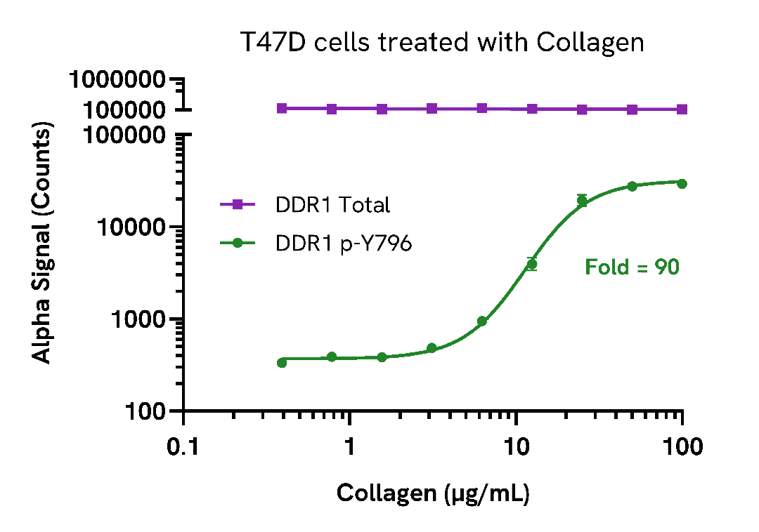 Phosphorylation of DDR1 in endogenous cell systems