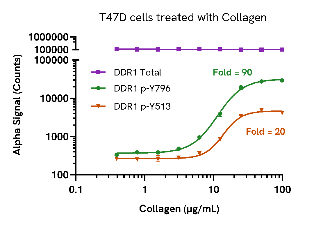 Phosphorylation of DDR1 in endogenous cell systems
