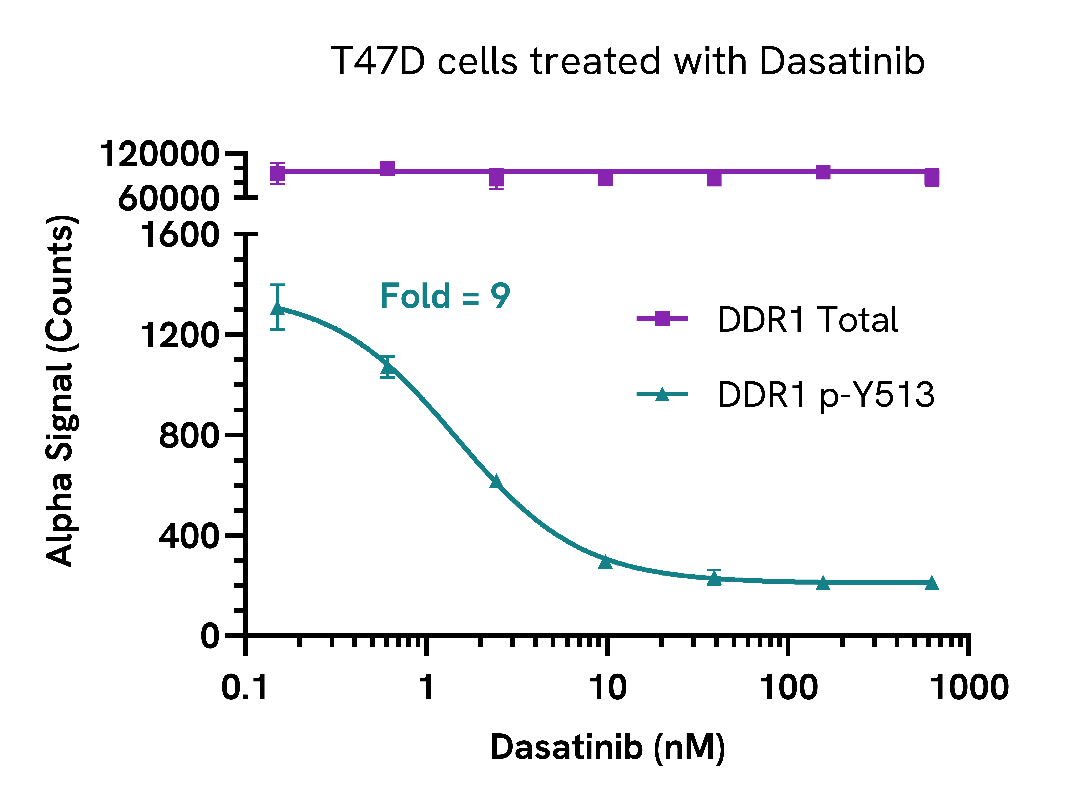 Inhibition of DDR1 phosphorylation in Dasatinib treated cells