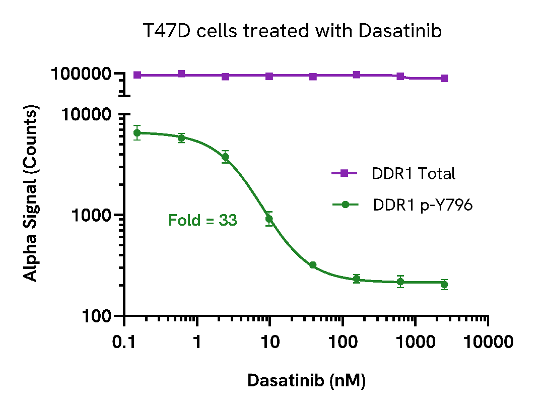 Inhibition of DDR1 phosphorylation in Dasatinib treated cells