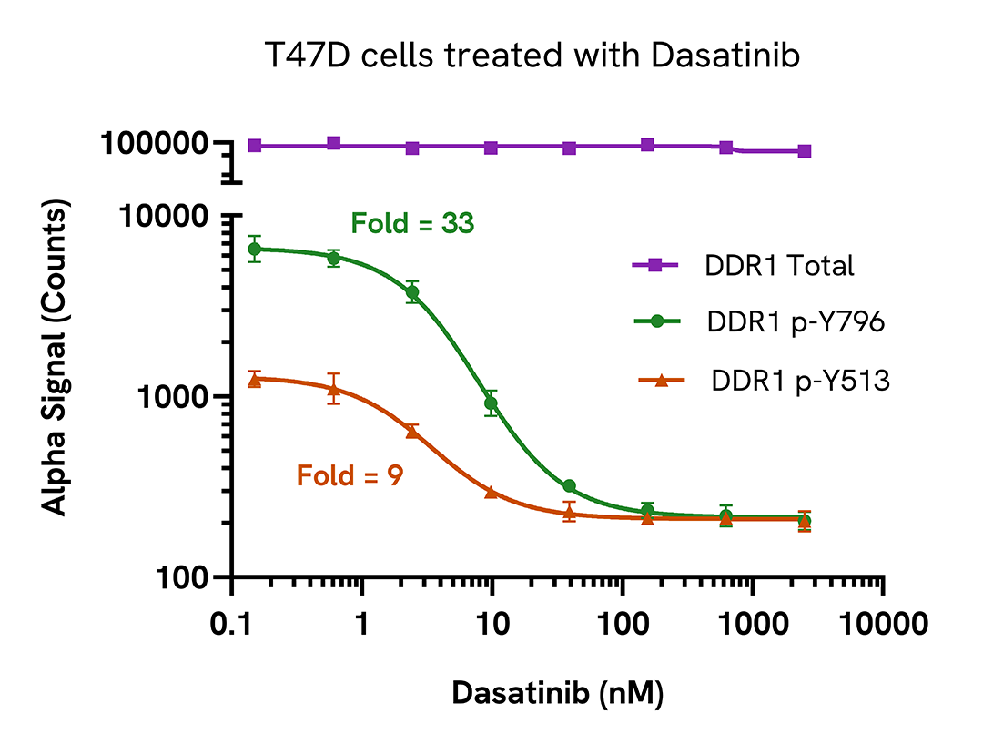 Inhibition of DDR1 phosphorylation in Dasatinib treated cells