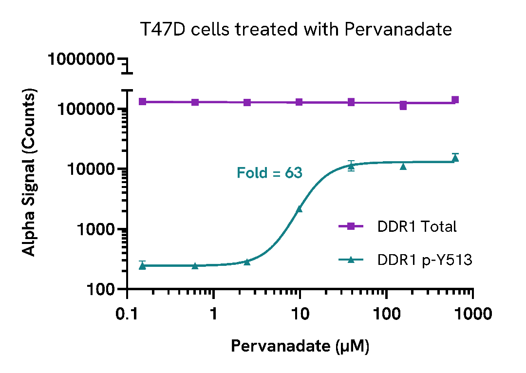 Phosphorylation of DDR1 in endogenous cell systems