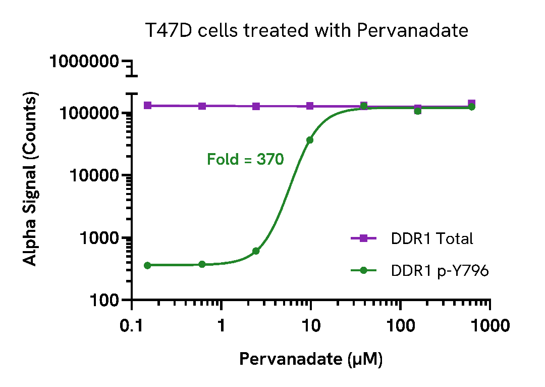Phosphorylation of DDR1 in endogenous cell systems