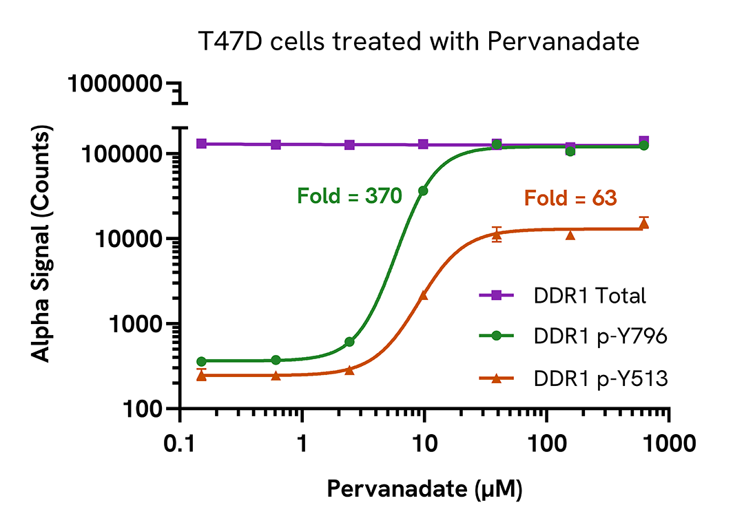 Phosphorylation of DDR1 in endogenous cell systems