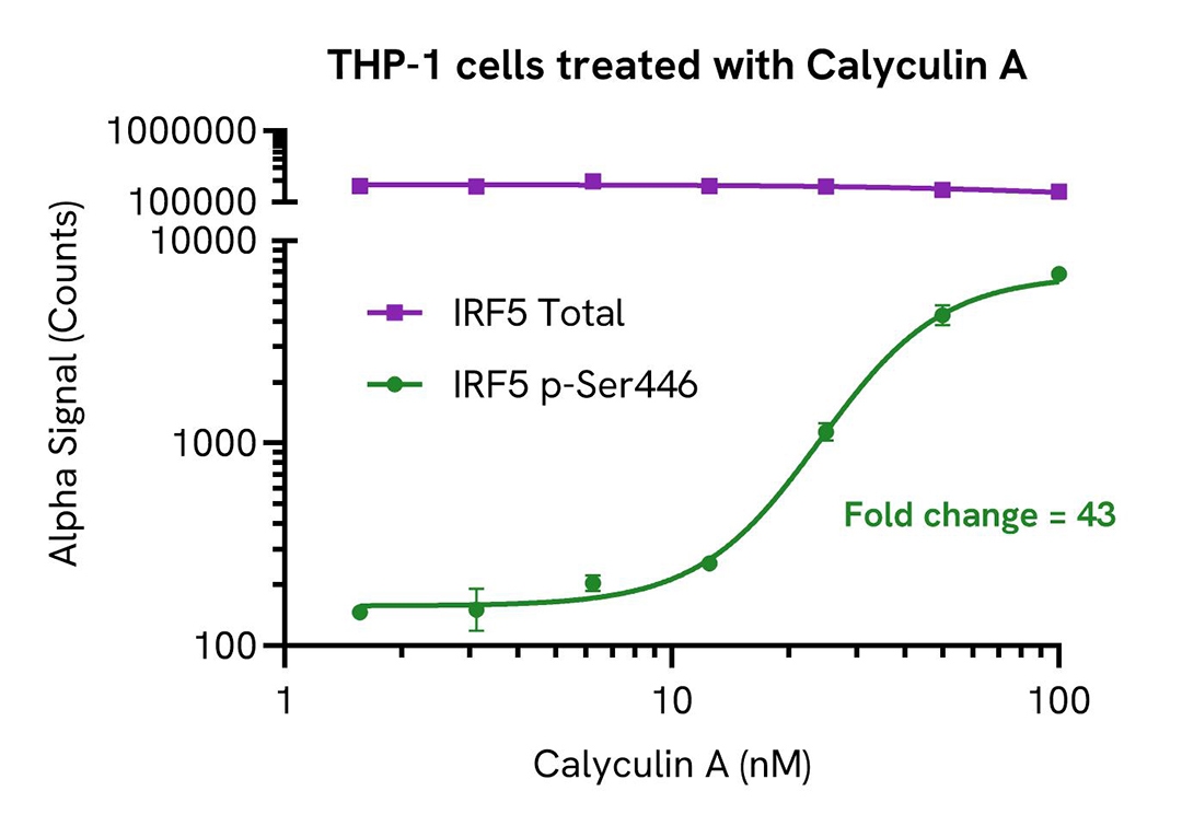 THP-1 cells treated with Calyculin A