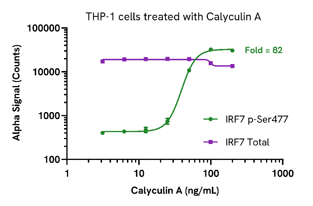 Activation of Phospho (Ser477) IRF7 in Calyculin A treated cells