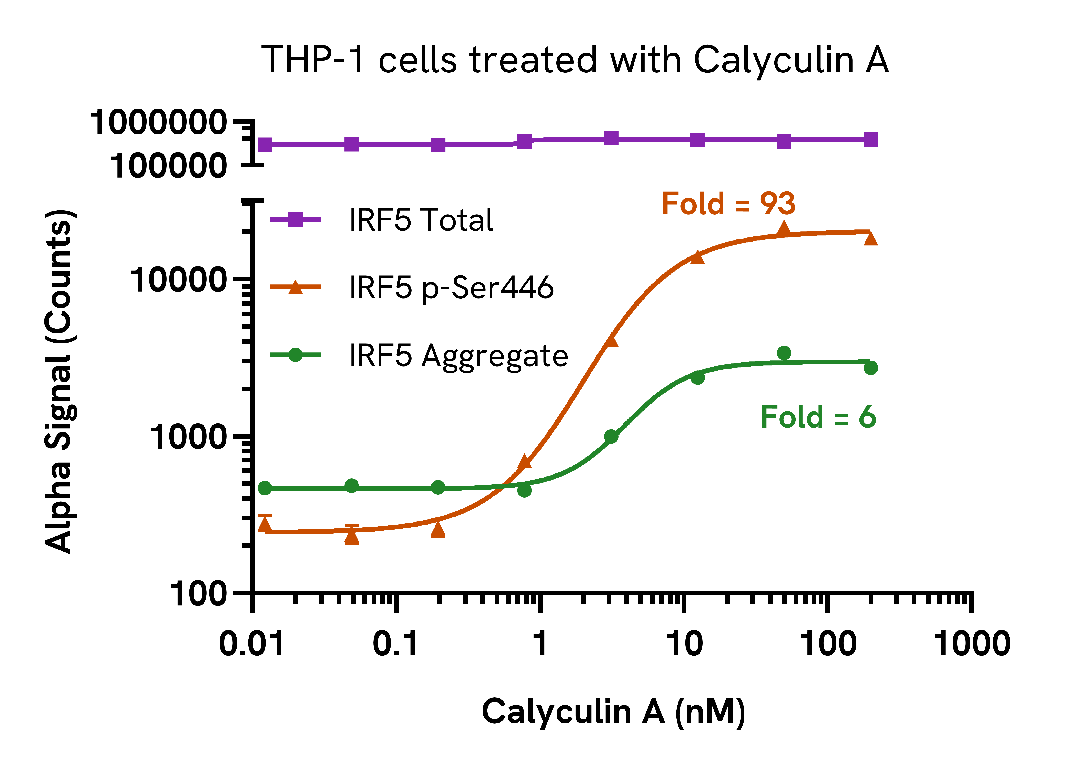 Increase of Phospho IRF5 (Ser446) in Calyculin A treated cells
