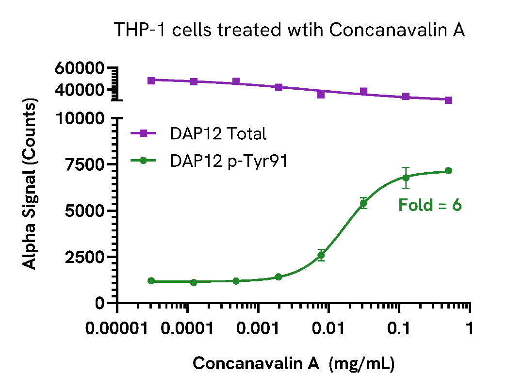 Concanavalin A induces DAP12 phosphorylation in THP-1 cells