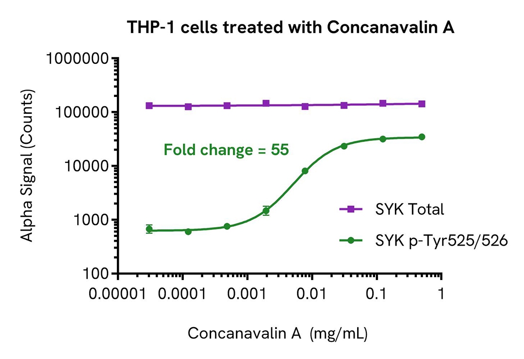 img-thp-1-cells-treated-with-concanavalin-alsu-psyk-a.jpg
