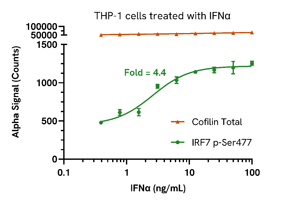 Endogenous detection of Phospho IRF7 in response to type I interferons