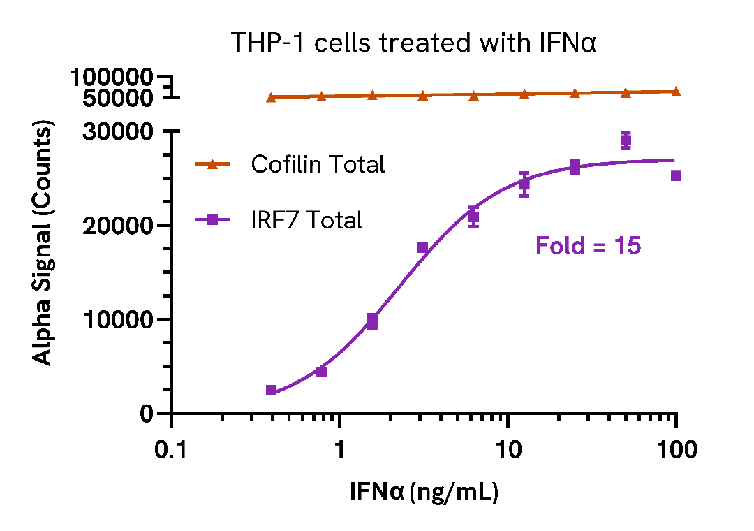 Endogenous detection of IRF7 Total in response to type I interferons