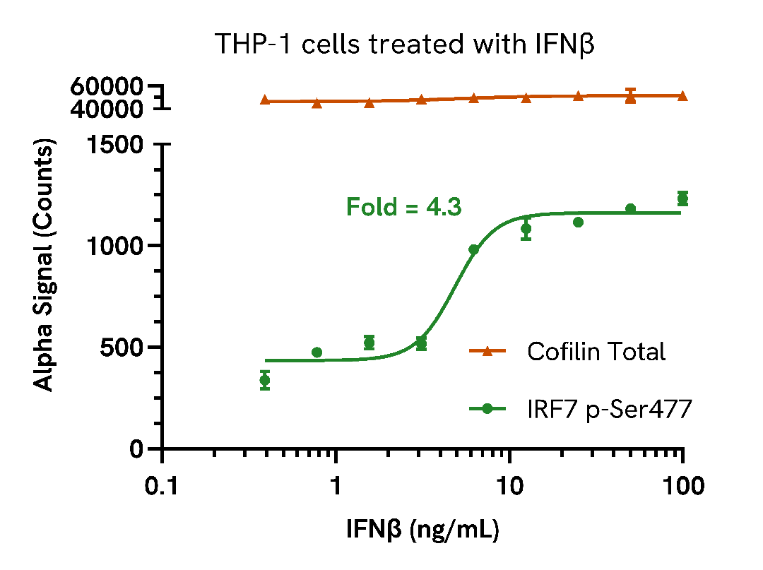 Endogenous detection of Phospho IRF7 in response to type I interferons