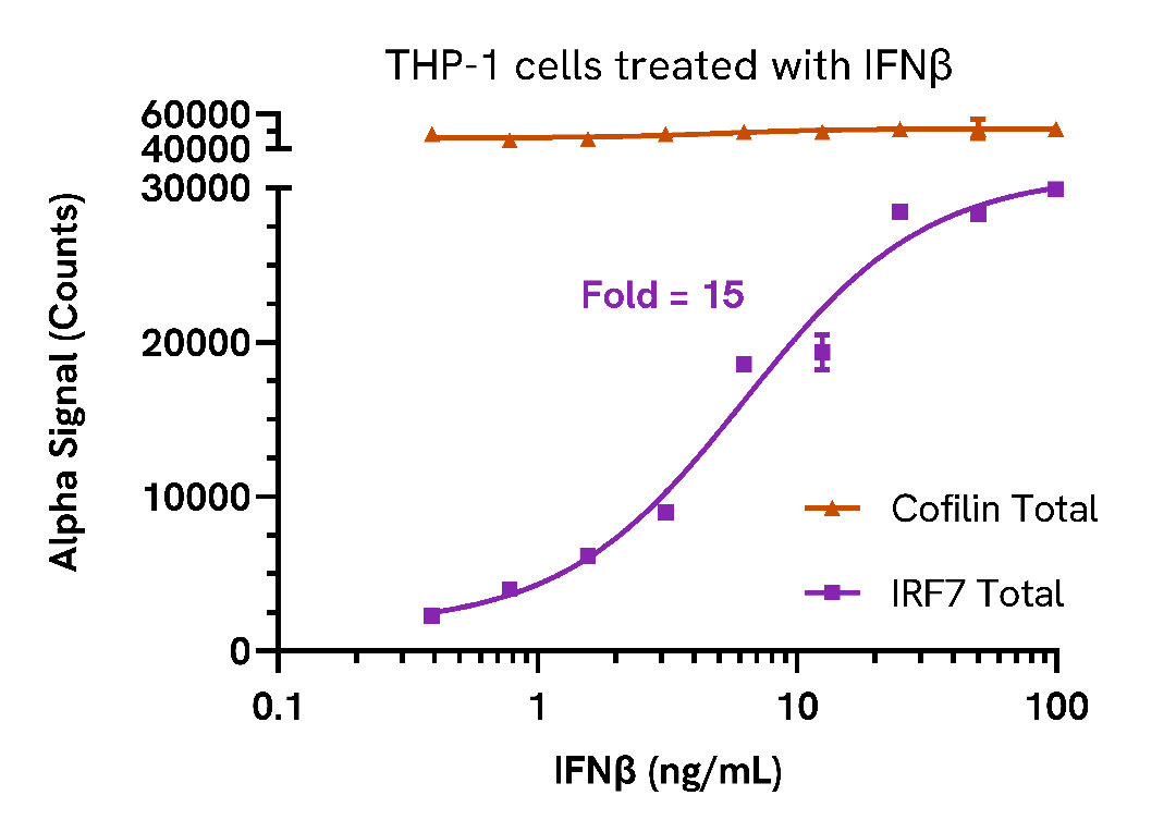 Endogenous detection of IRF7 Total in response to type I interferons